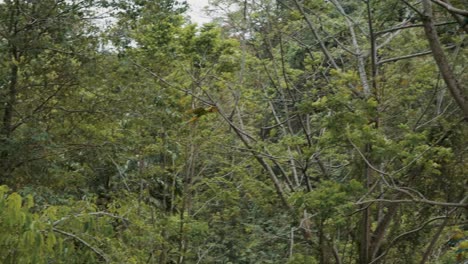 Buffon's-Macaw-Flying-In-A-Wildlife-Sanctuary-At-Daytime---low-angle-shot