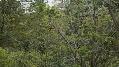 guacamayo de buffon volando en un santuario de vida silvestre durante el día - disparo en ángulo bajo
