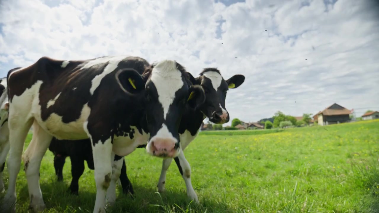 Inquadratura cinematografica dal basso di curiose mucche svizzere che si avvicinano alla telecamera in un pascolo verde vicino a Jaunpass nella regione della Gruyère in Svizzera sotto cieli primaverili drammatici.