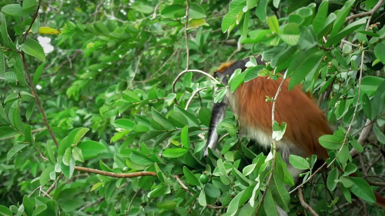 나뭇가지를 타고 내려와 음식을 찾는 원숭이의 슬로우 모션 클립