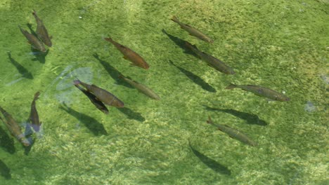 Slow-motion-top-view-showing-many-fish-in-clear-water-with-green-alga-ground-in-botanic-garden