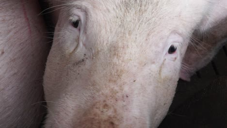 pig looking at camera in farm enclosure