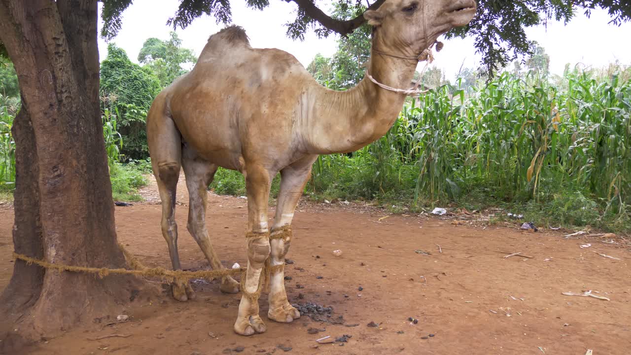 un gran camello dromedario atado a un árbol de mango en el campo de áfrica