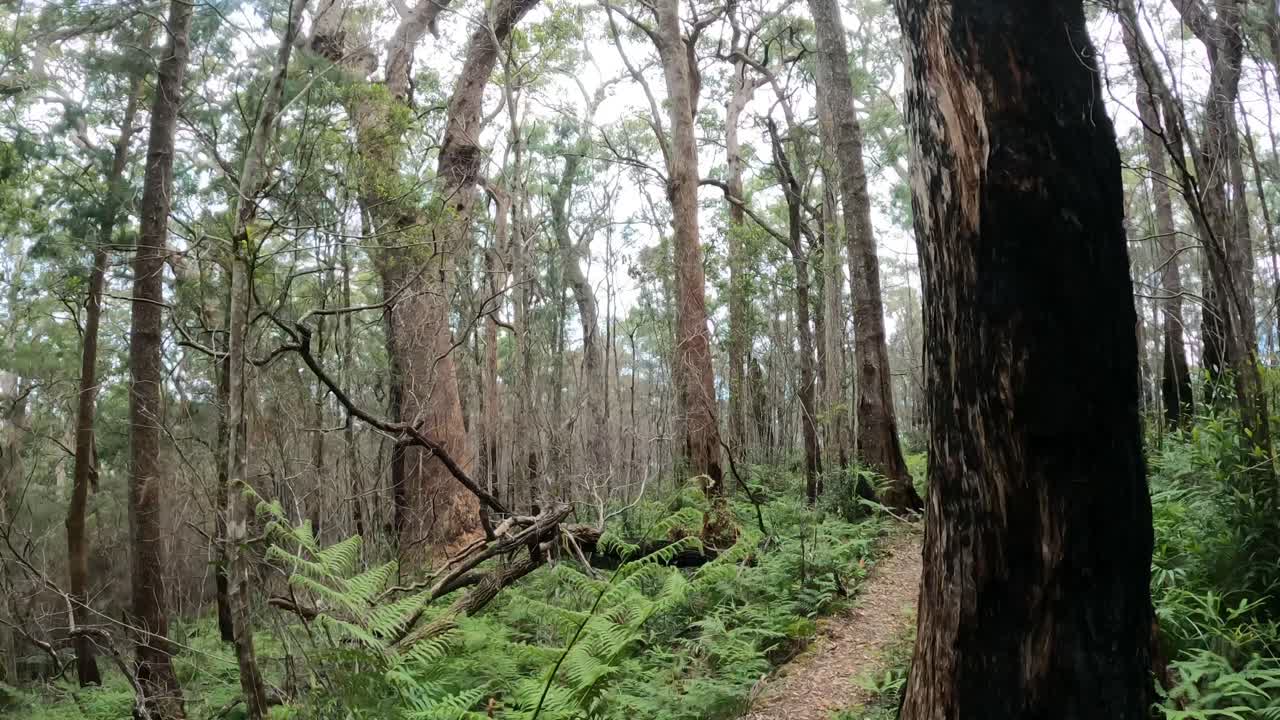 un tranquilo paseo por un denso sendero forestal