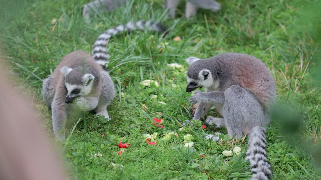 los lémures cautivos son alimentados con verduras frescas en el zoológico, comiendo de la hierba del prado.