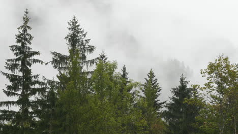 rainy day in alpine valley with low clouds, logarska dolina, slovenia, clouds and fog slowly moving behind trees, unpredictable mountain weather, danger for hikers and climbers, hd