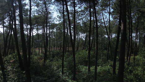 drone passing between trees of chambre au loup small valley, brocéliande forest, brittany in france