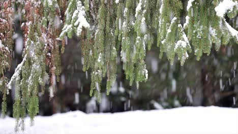 Primer-Plano-De-La-Tormenta-De-Nieve,-La-Nieve-Cae