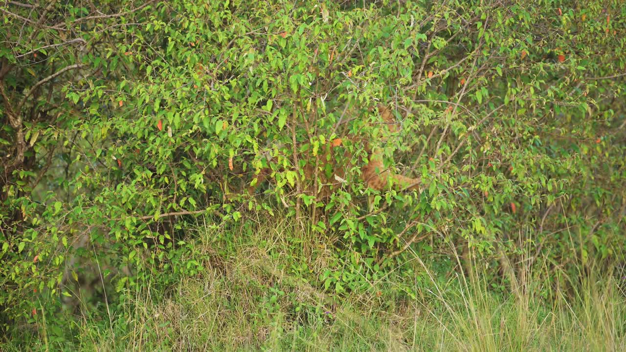 toma en cámara lenta de un león joven que se esconde en los arbustos para refugiarse para camuflarse, en lo profundo de la exuberante naturaleza africana en la reserva nacional de maasai mara, kenia, áfrica animales de safari en la reserva de masai mara north