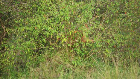 slow motion shot of young lion hiding in bushes for shelter to camouflage, deep in lush african nature in maasai mara national reserve, kenya, africa safari animals in masai mara north conservancy