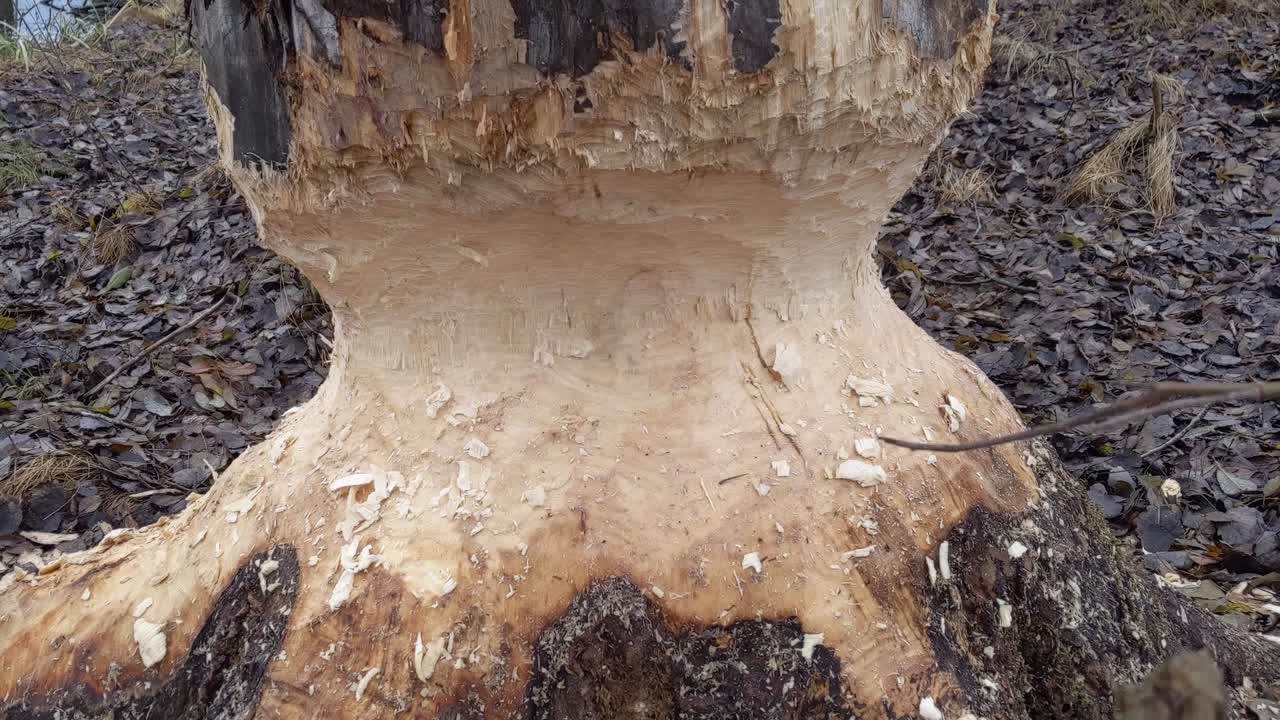 árbol fue comido por castores en el bosque
