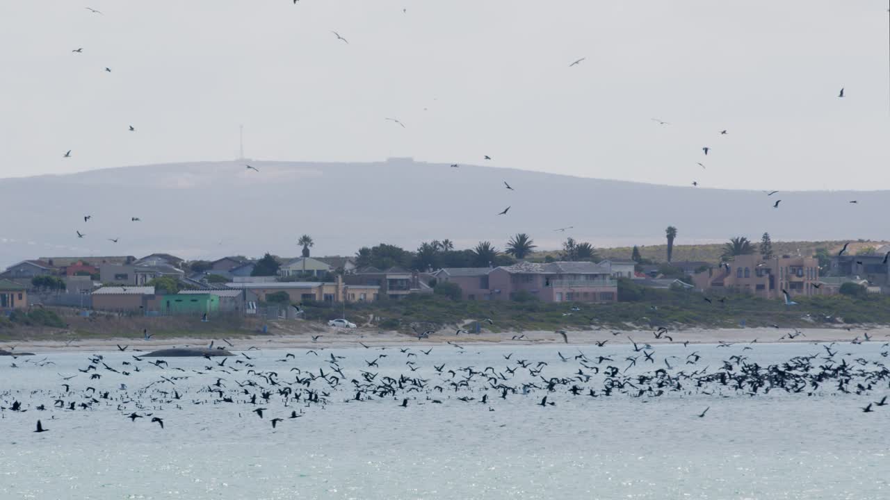 Big Flock of birds fly over ocean and beach in daytime with some clouds in the sky. Some buildings and houses on background, Saldana Western Cape, Africa Pan from right to left.