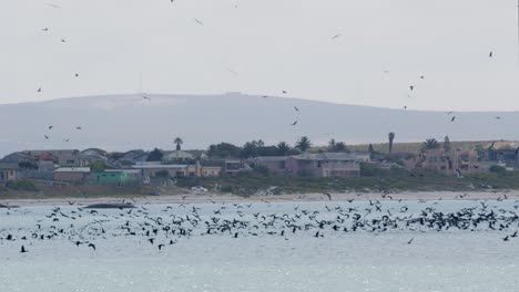 big flock of birds fly over ocean and beach in daytime with some clouds in the sky. some buildings and houses on background, saldana western cape, africa pan from right to left.