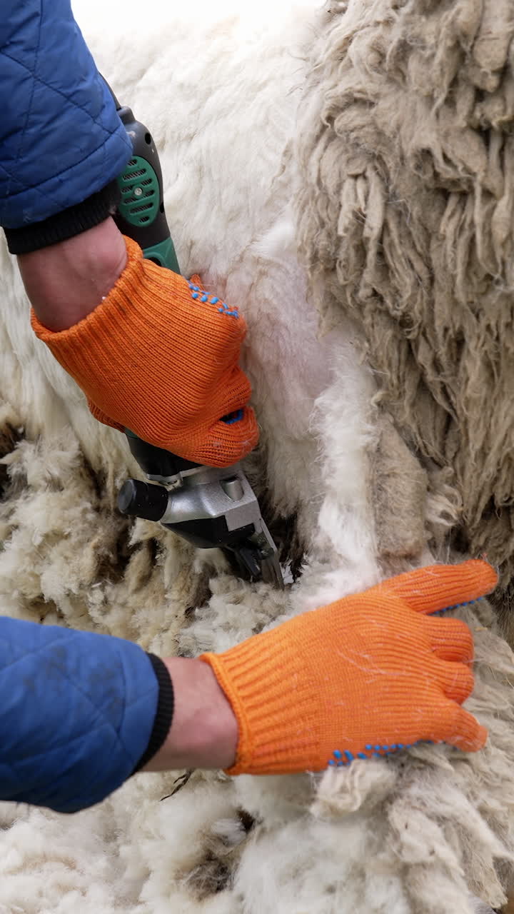 Farmer Shearing Sheep At Farm