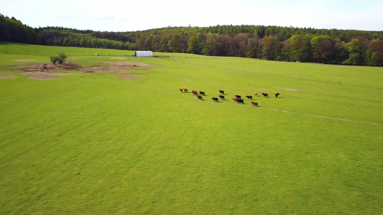 Vista Aerea Di Una Mandria Di Bovini Che Corre Sul Pascolo Verde Nella Campagna Della Repubblica Ceca