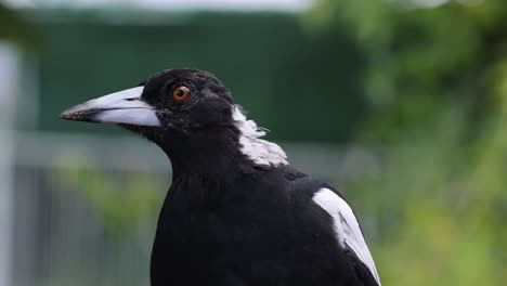 various head movements and expressions of a magpie