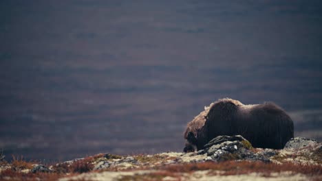 vista de un toro de buey almizclero en la tundra en el paisaje otoñal en dovrefjell, noruega - ancho