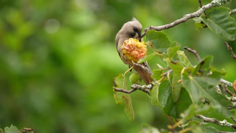 Close-up-of-a-speckled-mousebird-eating-a-wild-fig-fruit,-shallow-focus