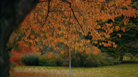 Autumn-colors-in-a-forest-in-4K,-Vancouver-British-Columbia,-Canada