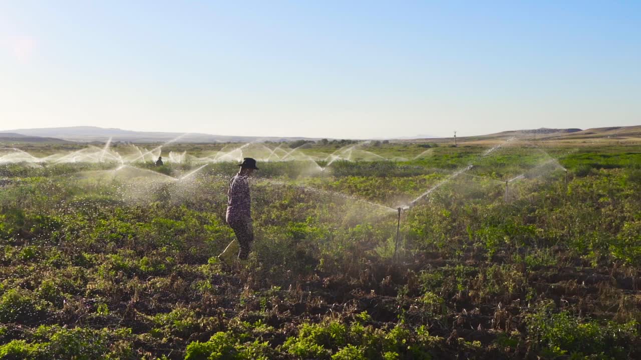 granjero caminando a través de tierras de cultivo irrigadas en cámara lenta.