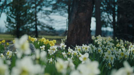 Narcisos-Blancos-En-El-Bosque-Meciéndose-Con-El-Viento.