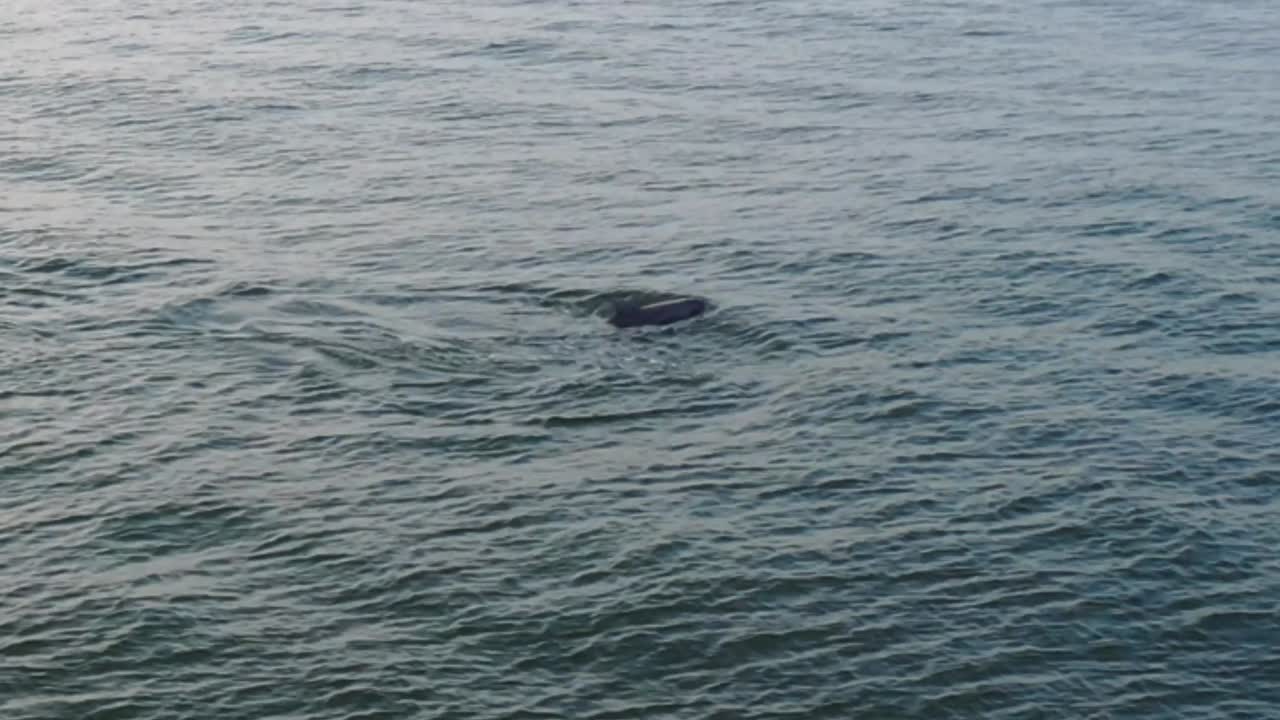 바다에서 돌고래가 뒤로 돌고 있는 장면