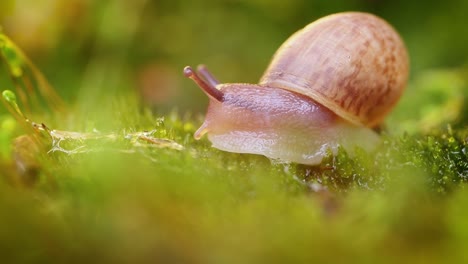 Close-up of a snail slowly creeping in the sunset sunlight.