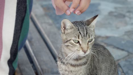 a person petting a cat