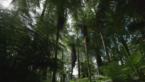 looking up at the trees in the redwood forest, rotorua