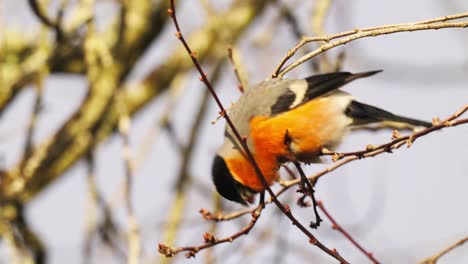 vibrant red breasted common bullfinch bird eating branch buds perched on tree twigs on windy day in a wild