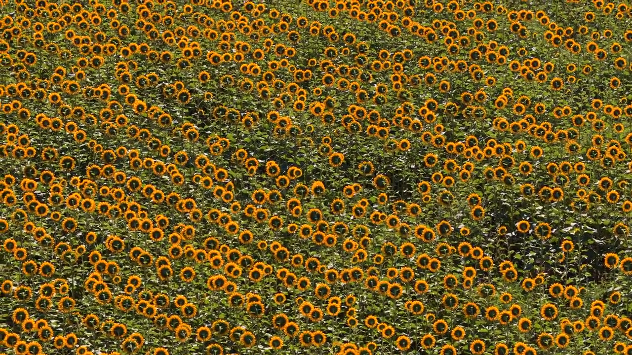 Vista aerea con drone di un campo di girasoli con molti fiori gialli sotto un cielo estivo luminoso, che simboleggia l'agricoltura e la natura. Moldova