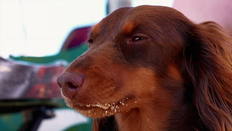 perro salchicha marrón con arena en el pelo en un día ventoso en la playa