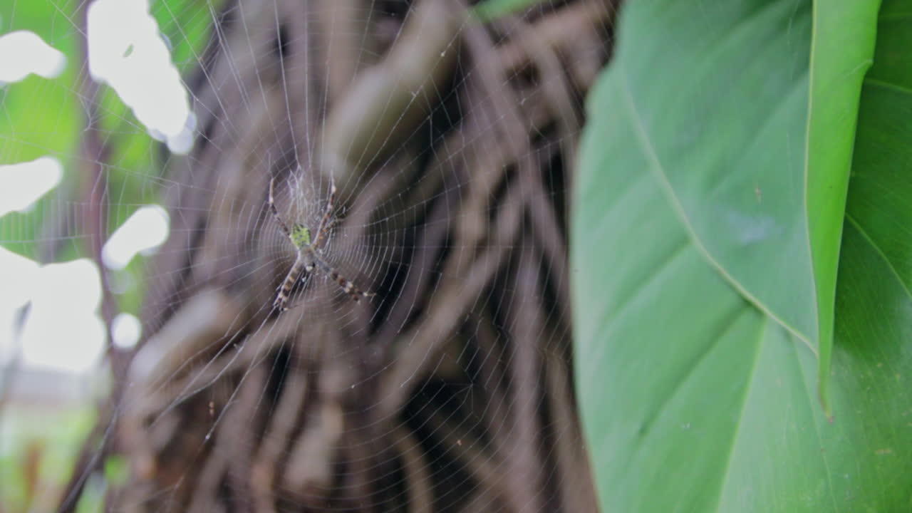 una araña de jardín, araneus diadematus descansando en su red con vides en el fondo
