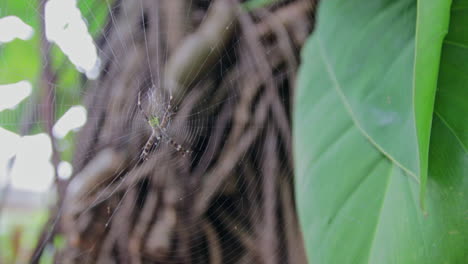 una araña de jardín, araneus diadematus descansando en su red con vides en el fondo