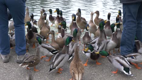 Feeding-Mallard-Ducks-standing-in-between-people-waiting-for-bread-being-fed