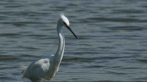 Coming-closer-towards-the-camera-while-this-bird-is-looking-for-something-to-eat,-Little-Egret-Egretta-garzetta,-Thailand