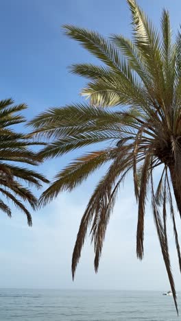 palm trees overlooking the ocean