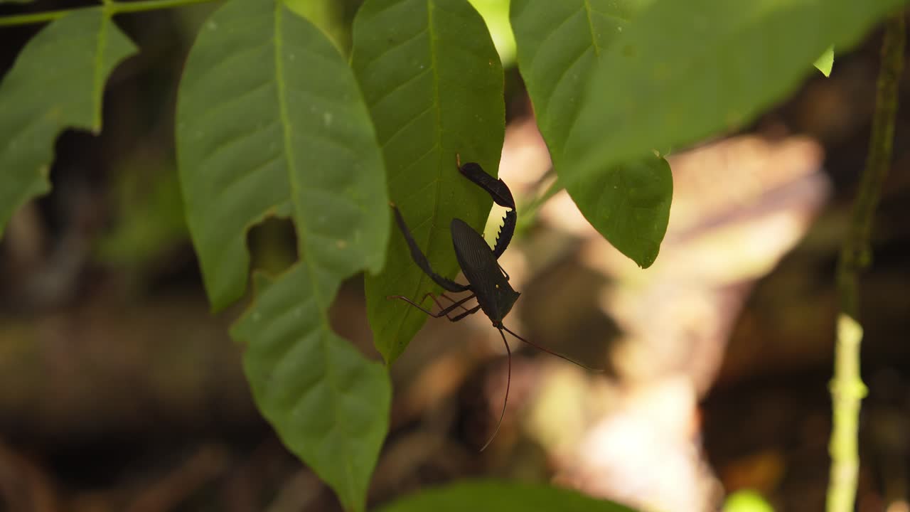 푸른 잎 위에 있는 새나는 벌레는 이처럼 눈에 띄는 뒷다리를 가지고 있습니다.