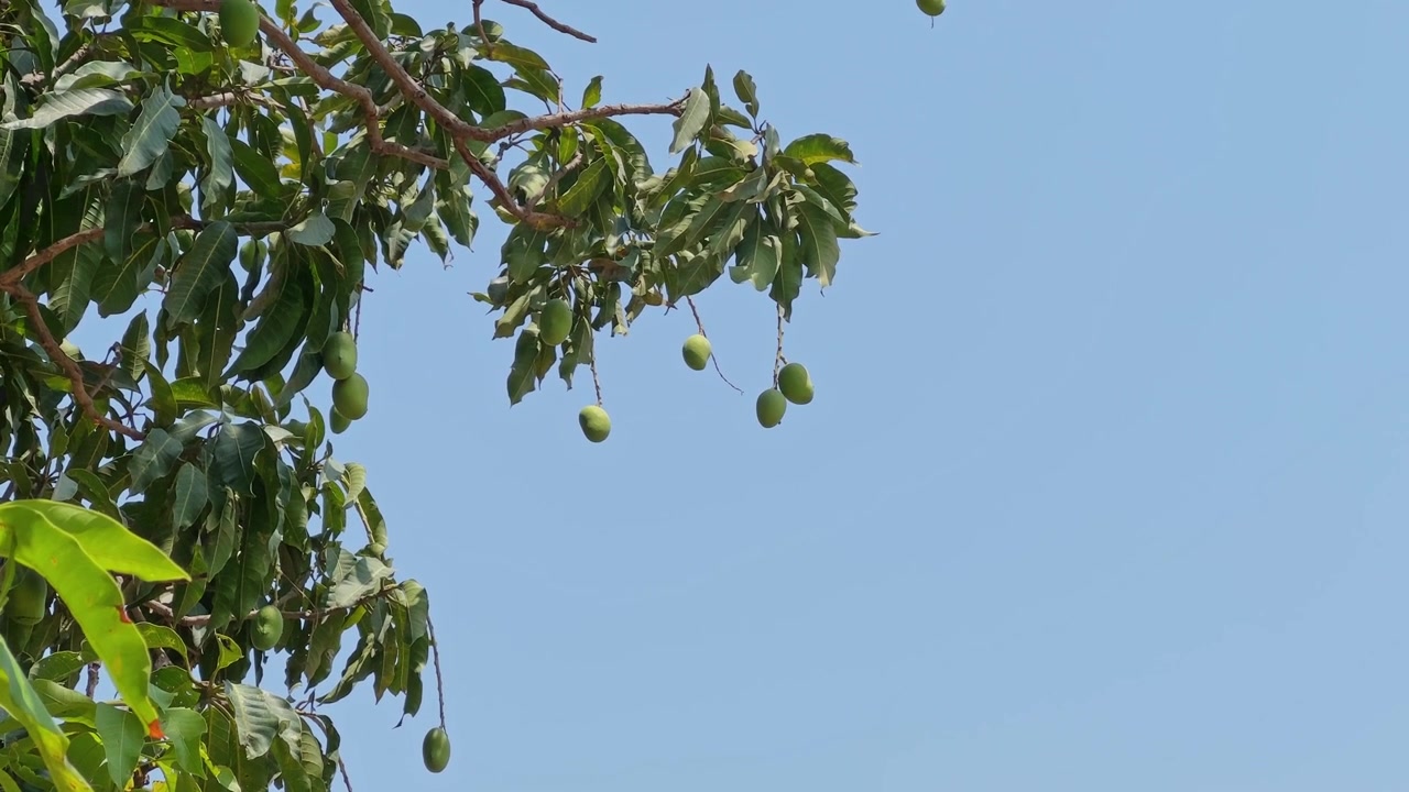 Primo piano di manghi verdi acerbi che pendono da rami frondosi contro un cielo azzurro limpido sotto una luminosa luce naturale!