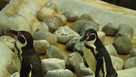 el pingüino camina hacia su amigo solo para pararse detrás de él con un aspecto gracioso, lindo, sano, familia, ambiente, tribu, juntos, alrededor de la piscina, con piedras de tamaño aleatorio, a su alrededor, cámara lenta