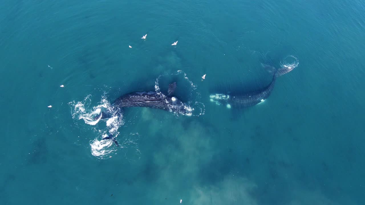 푸른 파타고니아 바다에서 튀는 남방긴수염고래 - 공중