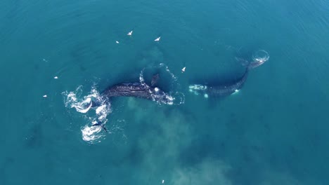 southern right whales splashing in the blue patagonian sea - aerial