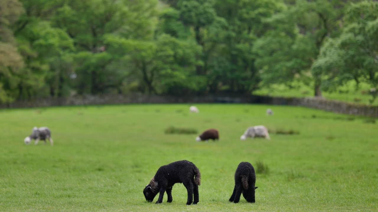 Herdwick lambs in the Lake District, Cumbria, UK.