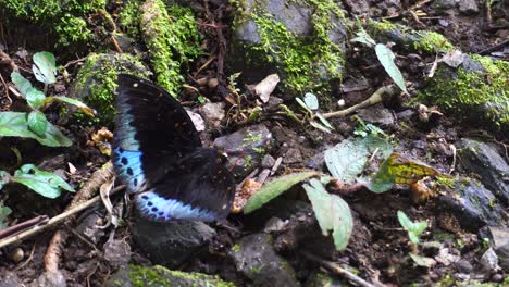 Mariposa-Con-Puntas-De-Alas-Azules-Sobre-Alas-Negras-Caminando-Por-El-Suelo-En-Las-Aguas-Termales-De-Sabah