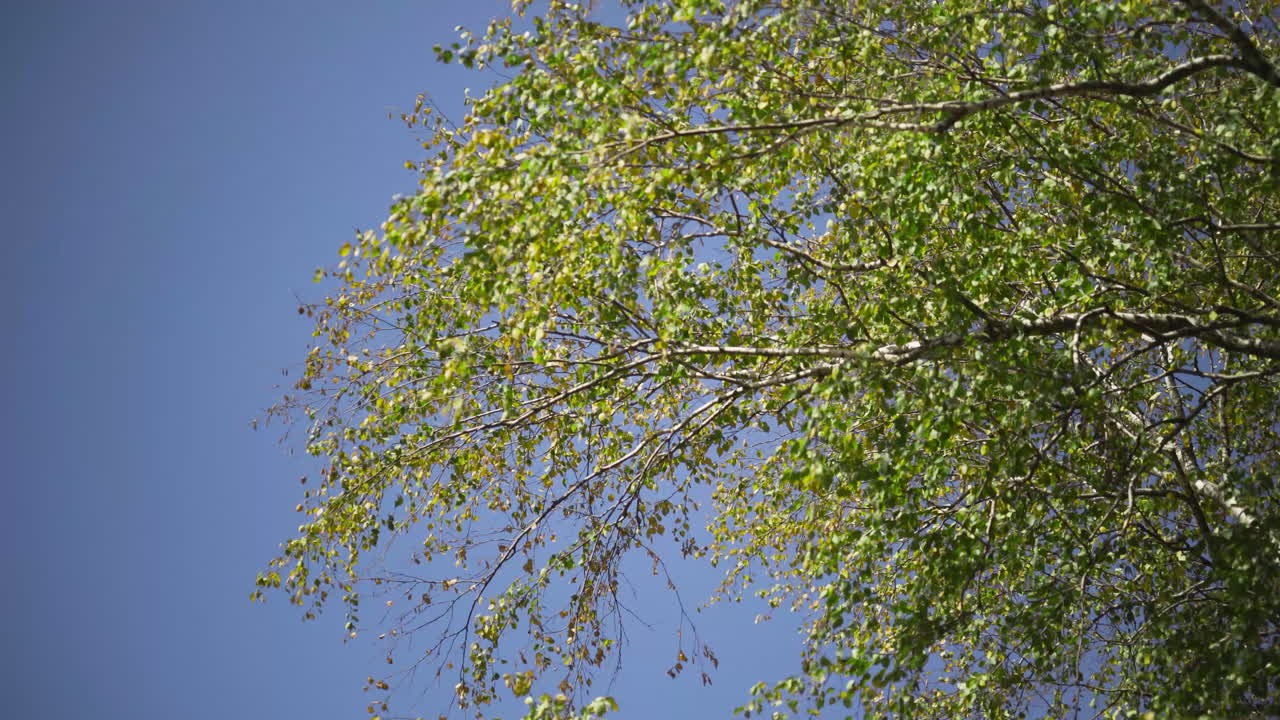 Tree Branches with Green Leaves Against a Blue Sky