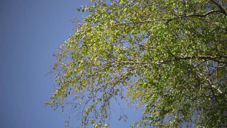 tree branches with green leaves against a blue sky