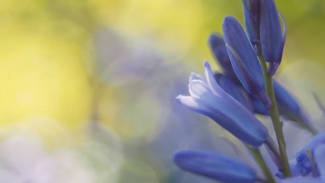 Blue,-small,-spring-flowers-with-selective-focus,-close-up-of-flowers,-blurry,-yellow-background-with-bokeh,-shallow-DOF