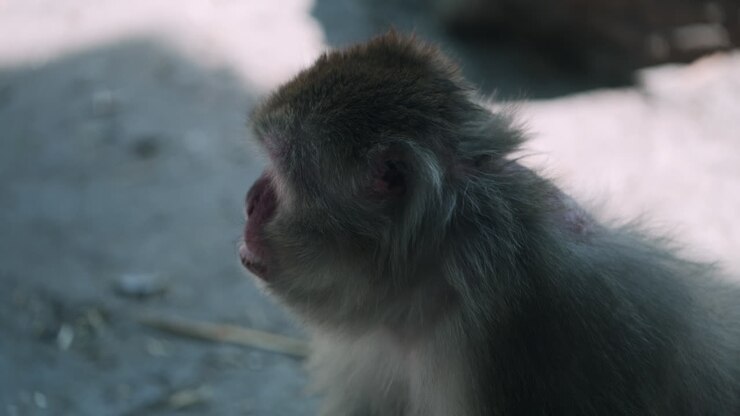 Red-Faced Monkey Eating Nut Bar At The Zoo - Closeup Shot