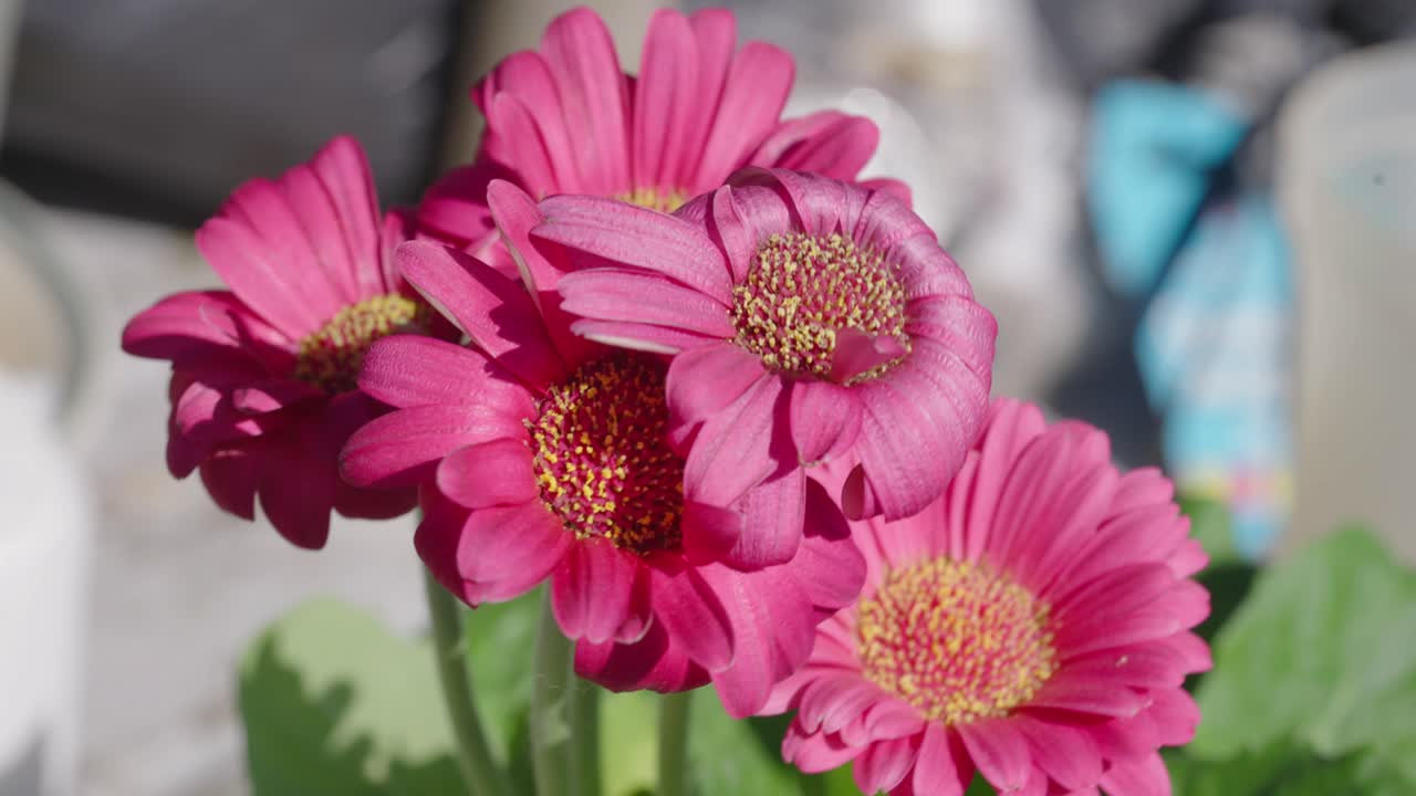 las margaritas de gerbera rosadas comienzan a marchitarse durante el tiempo soleado
