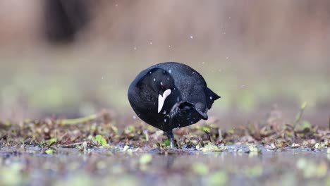 Closeup-of-Eurasian-coot-in-Wetland